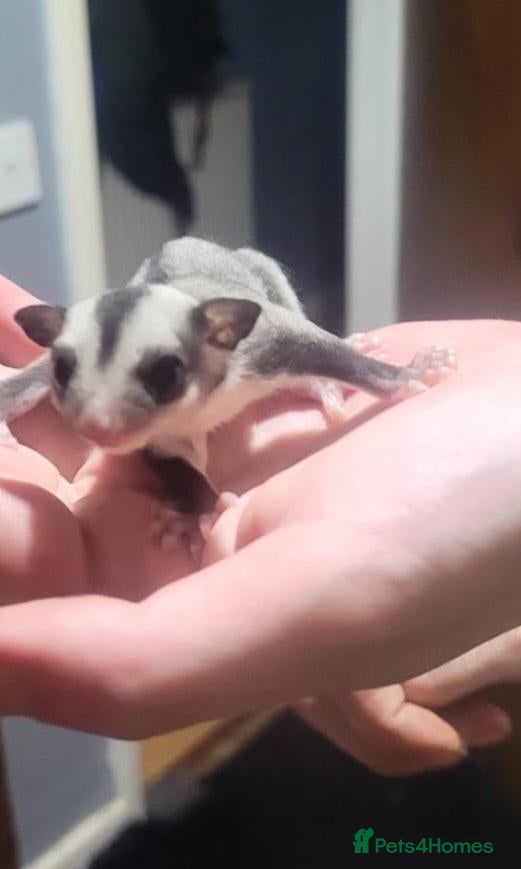 Sugar Glider rodents Sugar glider joey  - Advert 2