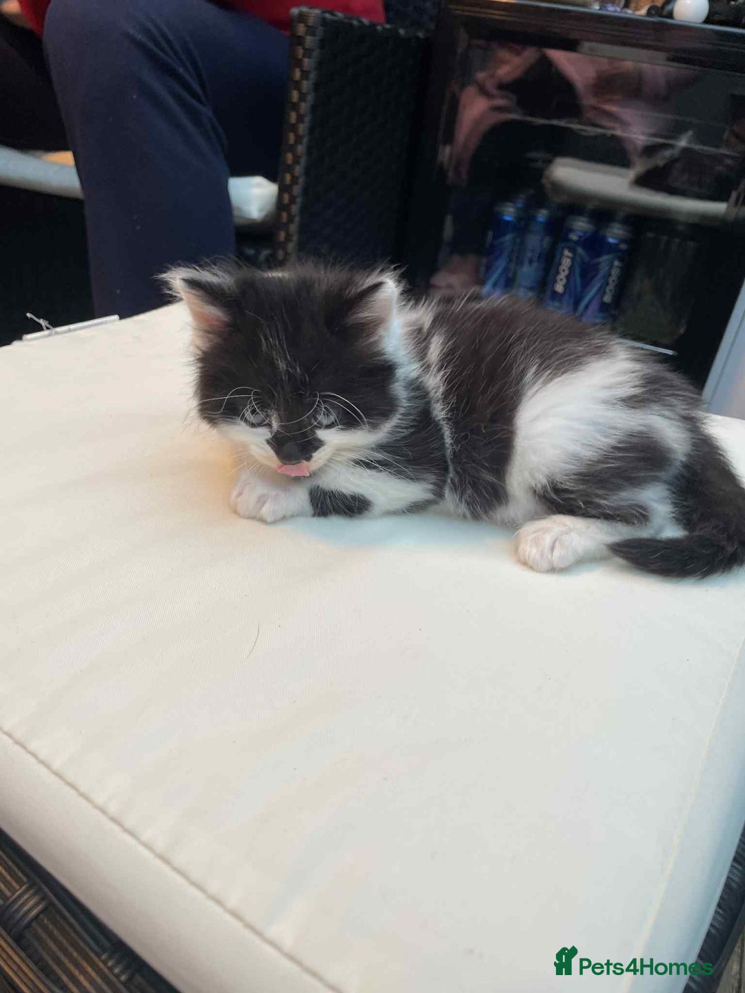 Mixed Breed cats for sale: Lovely boy for sale - Advert 6