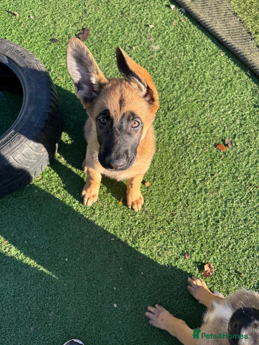 Mixed Breed dogs for sale: Belgian Malinois x German shepherd - Advert 7