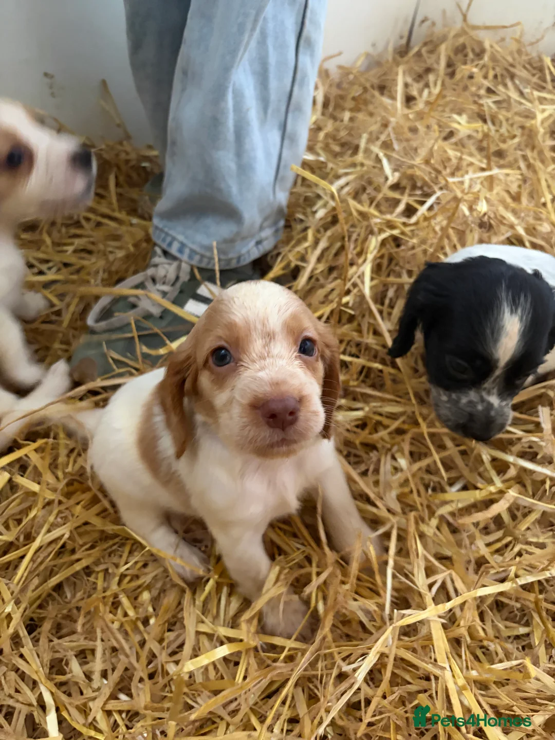Cocker Spaniel dogs for sale: Cocker spaniel pups  - Advert 2