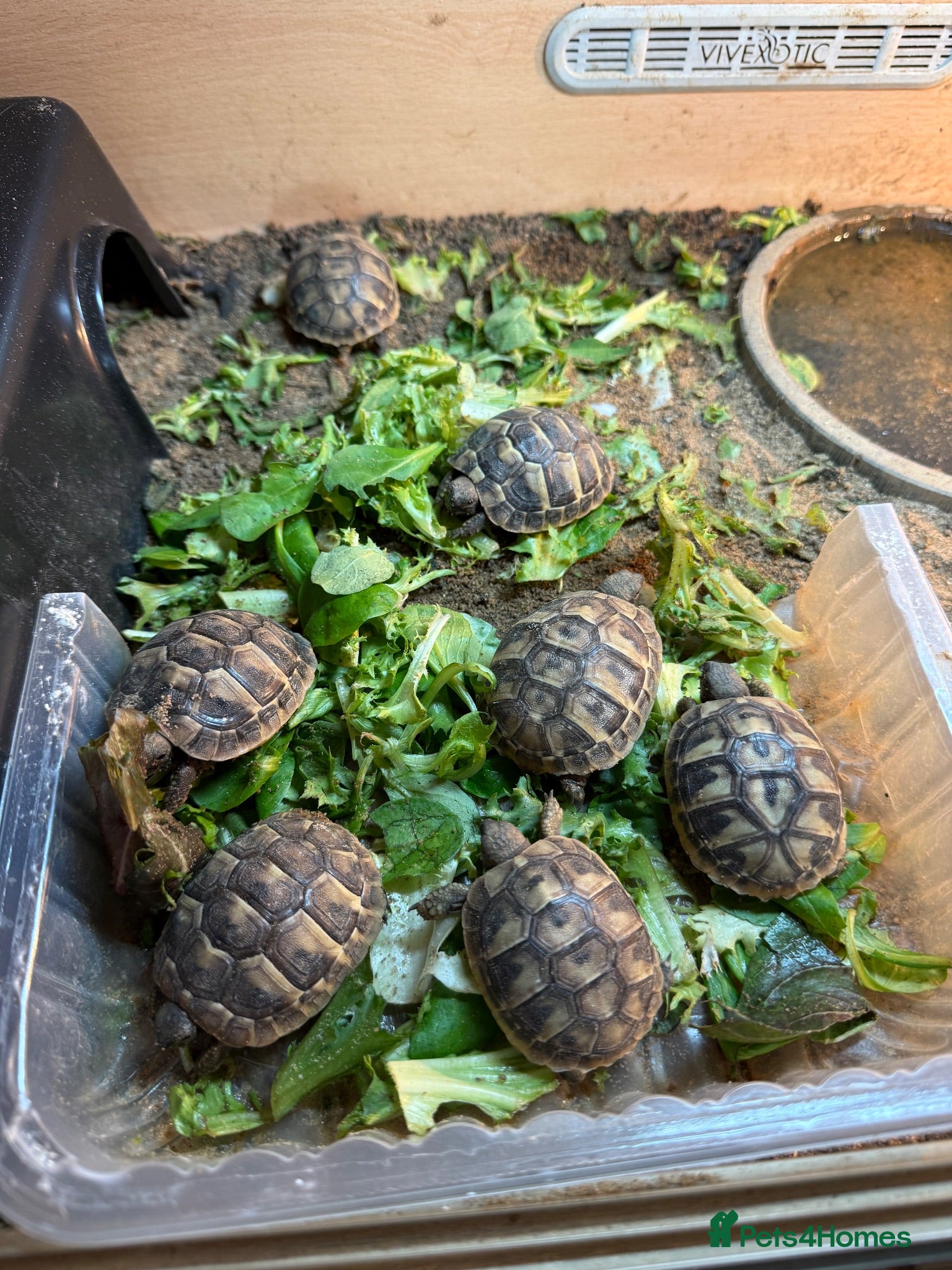 Tortoise reptiles Herman tortoises - Advert 1