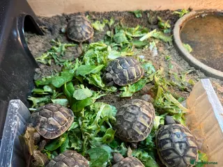 Tortoise reptiles Herman tortoises - Advert 2