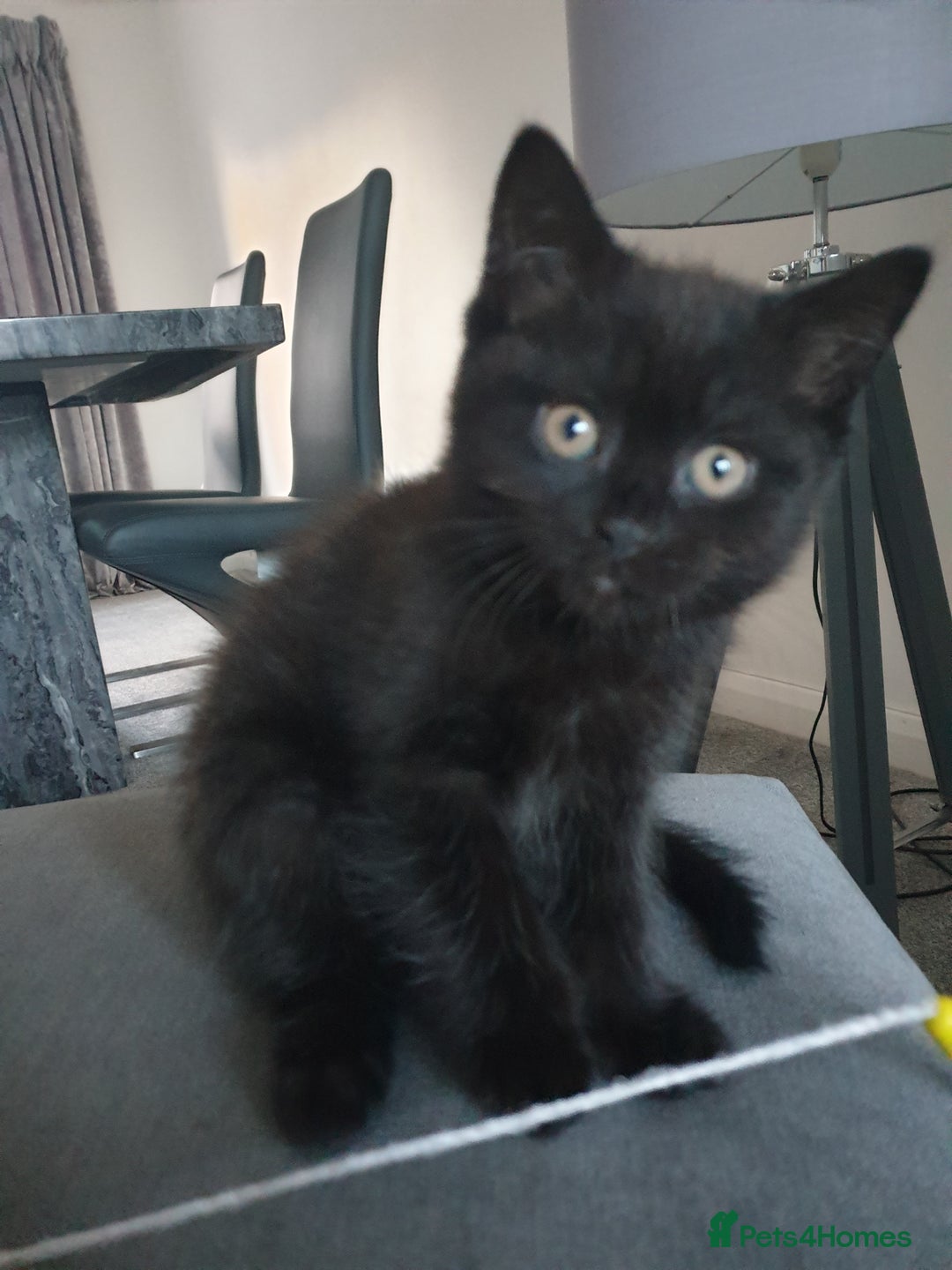 British Shorthair cats for sale: 2 female kittens - Advert 3