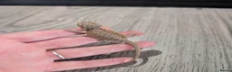 Bearded Dragon reptiles for sale: Baby bearded dragons  - Advert 18