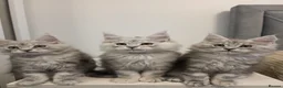 Maine Coon cats for sale: Maine Coon Kittens Looking for Homes!   - Advert 14