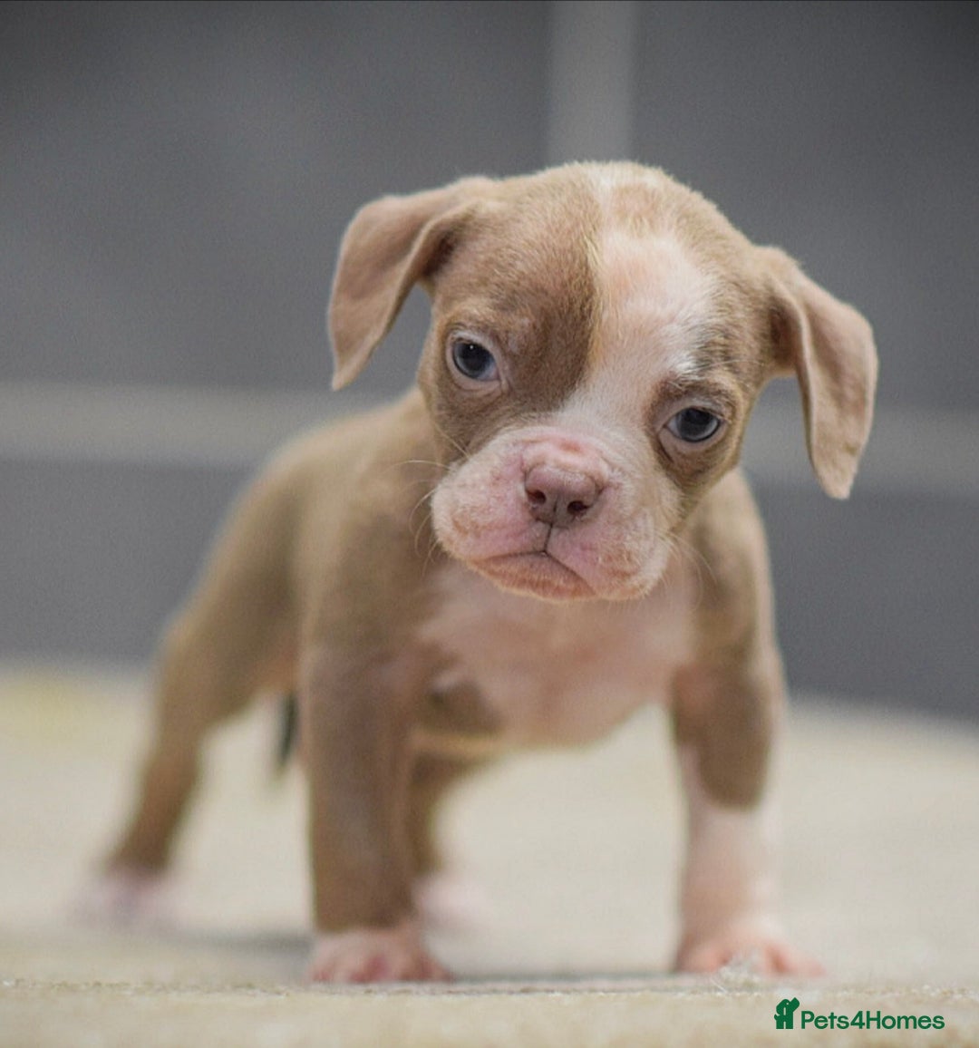 Olde English Bulldogge dogs for sale: 5⭐️COUNCIL APPROVED,LICENSED, 23 YEARS EXPERIENCE. - Advert 6