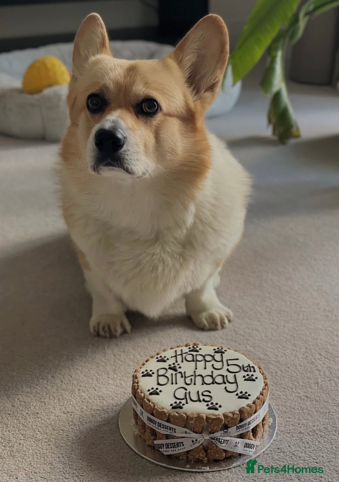 Welsh Corgi Pembroke dogs for sale: Champion bloodlines on both sides, great with kids - Advert 21