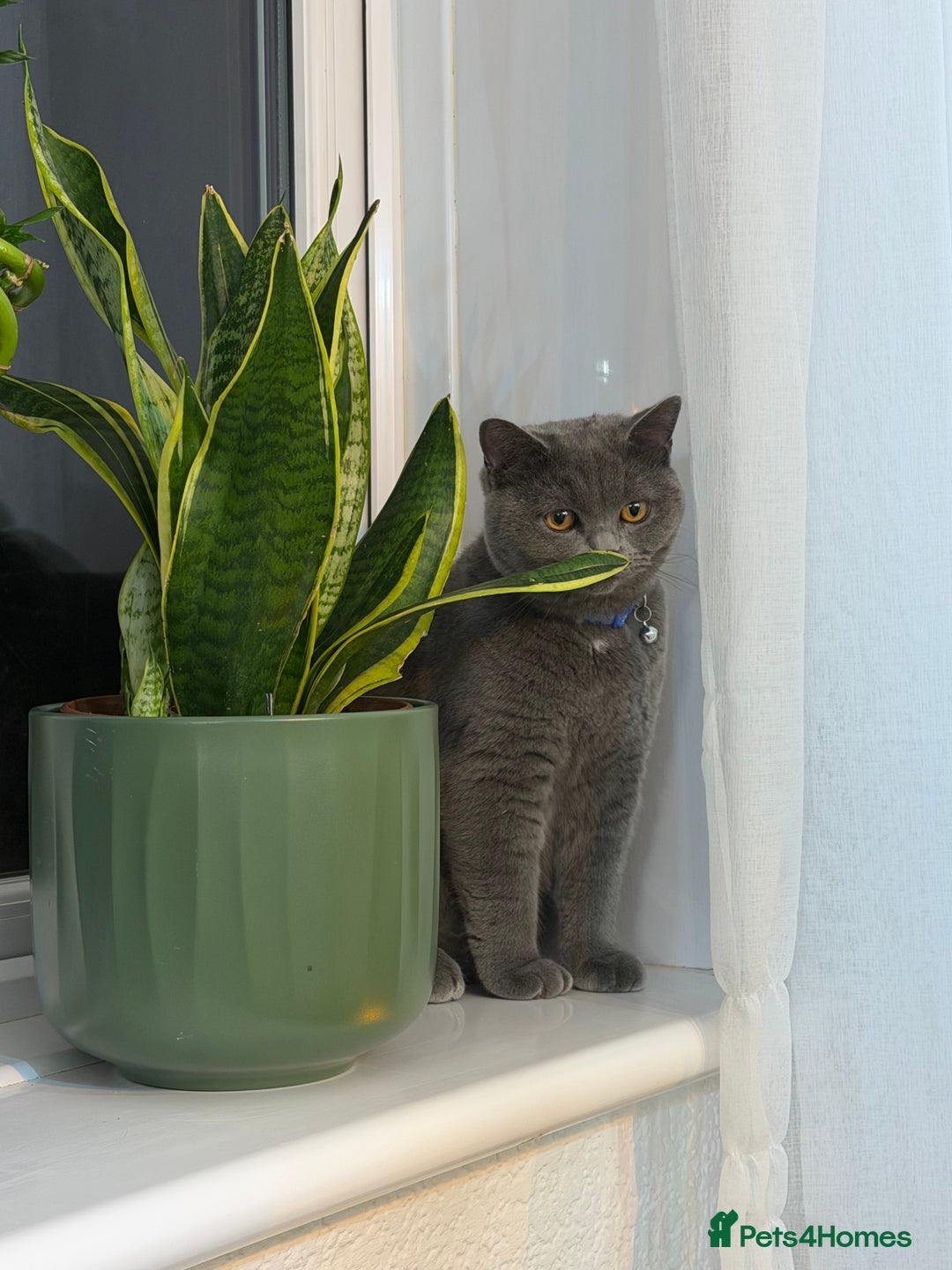 British Shorthair cats for sale: Beautiful British shorthair blue cat  - Advert 4