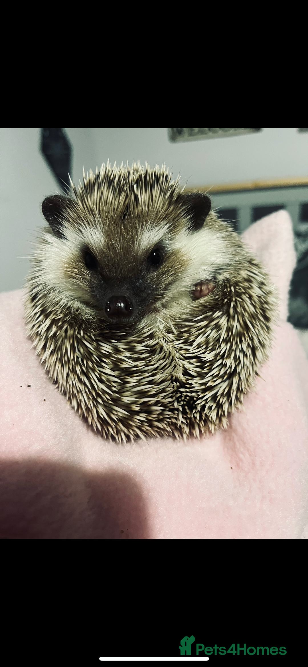 Pygmy Hedgehog rodents for sale: African Pygmy Hedgehog  - Advert 1