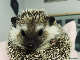 Pygmy Hedgehog rodents African Pygmy Hedgehog - Advert 3
