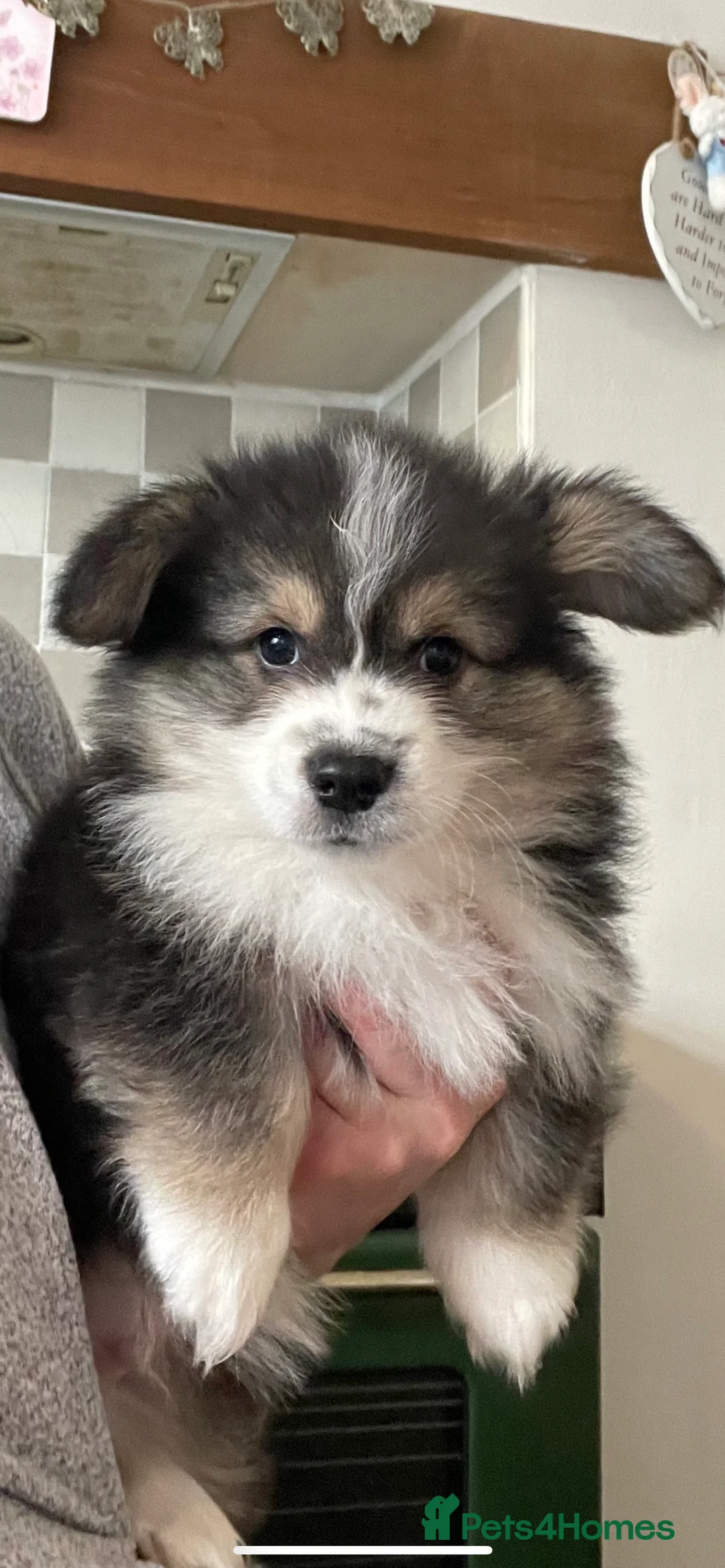 Welsh Corgi Pembroke dogs for stud: TOP QUALITY PROVEN !!! KC Pembroke Corgi for stud in Rugby - Advert 22