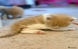 British Shorthair cats for sale: 🐾Turkish Angora × British Blue Kittens Ready Soon - Image 23