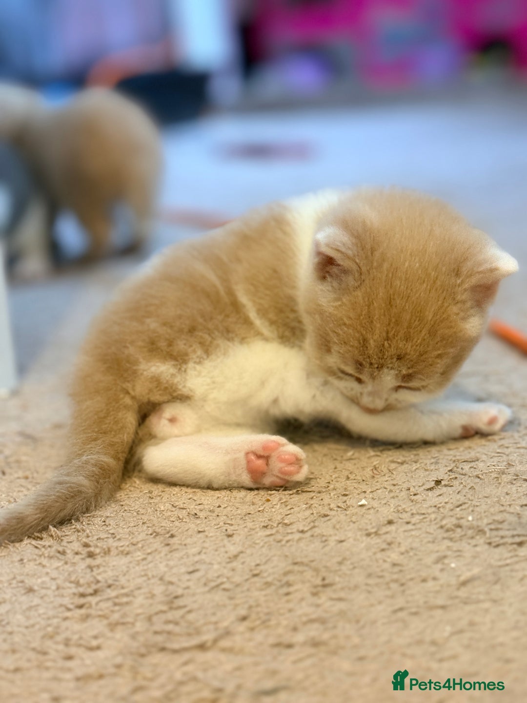 British Shorthair cats for sale: 🐾Turkish Angora × British Blue Kittens Ready Soon - Image 23