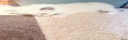 Ragdoll cats for sale: Pure Ragdolls Girl kittens - Advert 16