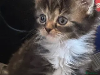 Maine Coon cats Maine coon X kittens!🫶🏻 - Advert 1