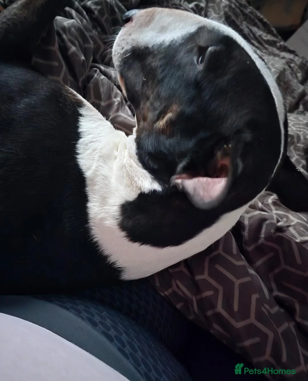 English Bull Terrier dogs for sale: Top Quality KC registered health checked - Advert 16