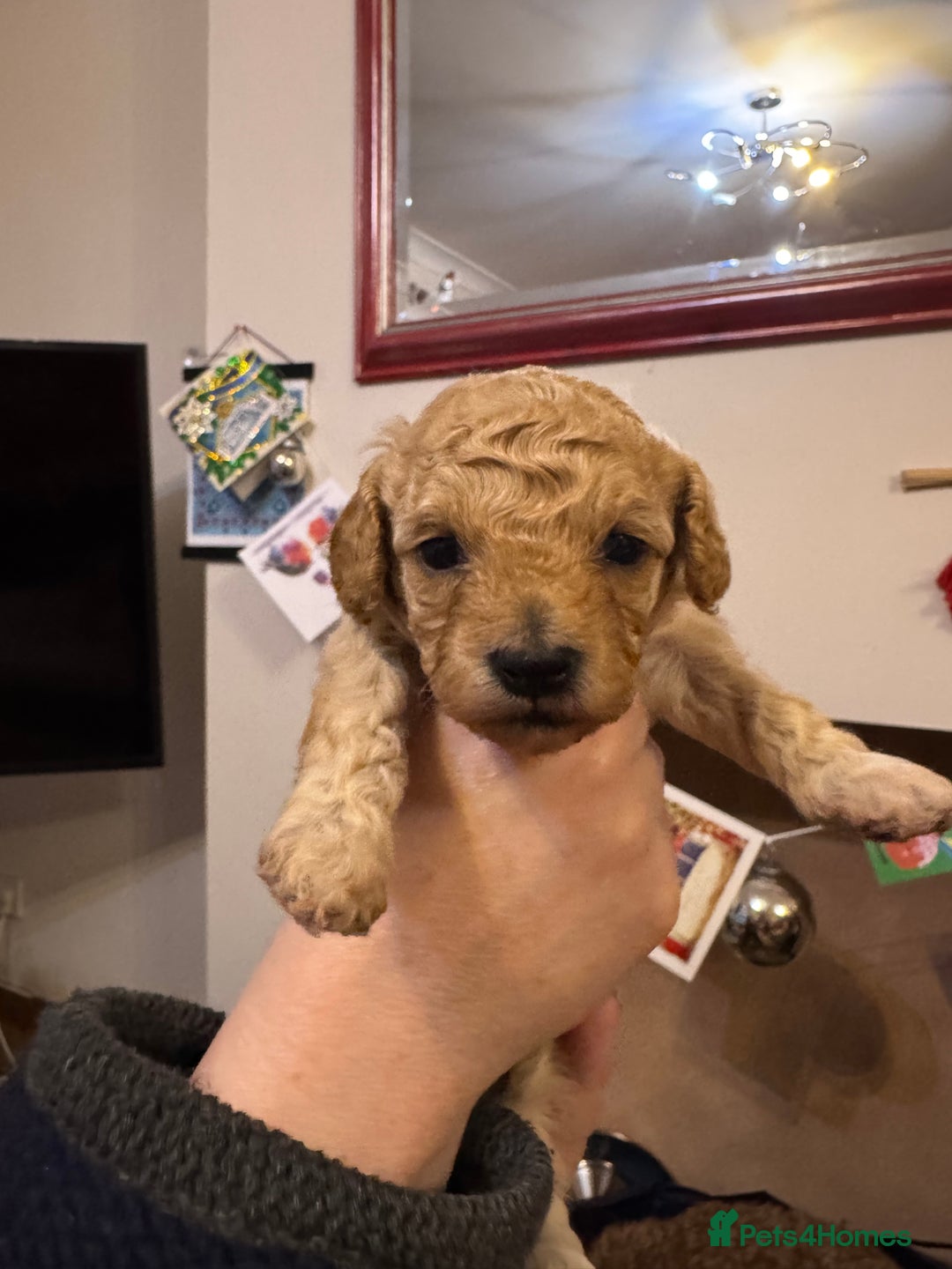 Cavapoo dogs for sale: Cavapoo Puppies - Advert 4