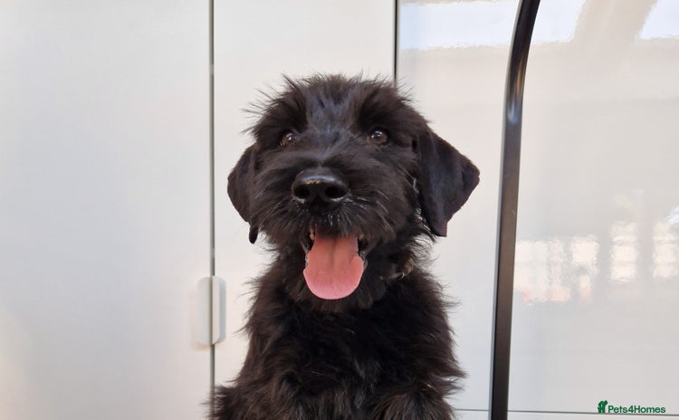 Giant Schnauzer dogs - Advert 1