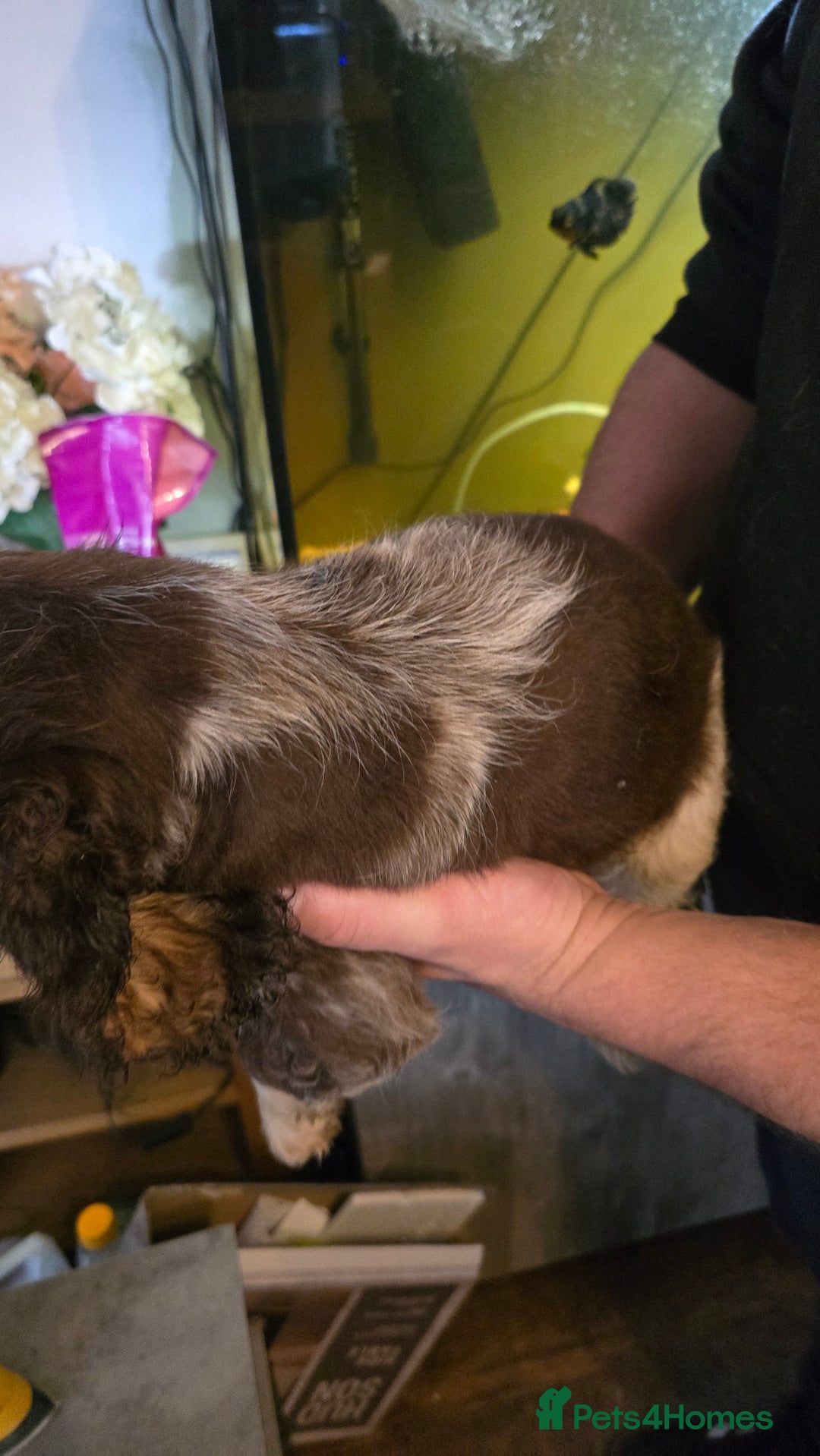 Cocker Spaniel dogs for sale: Chocolate Roan & Tan Cocker Spaniel Puppies - Advert 13