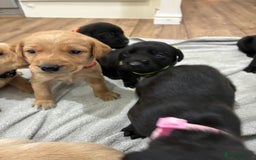 Labrador Retriever dogs for sale: 8 Labrador pups last black female available  - Image 8
