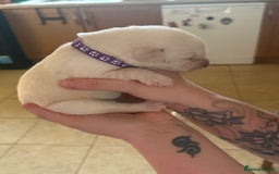 Mixed Breed dogs for sale: Huskador - Image 13