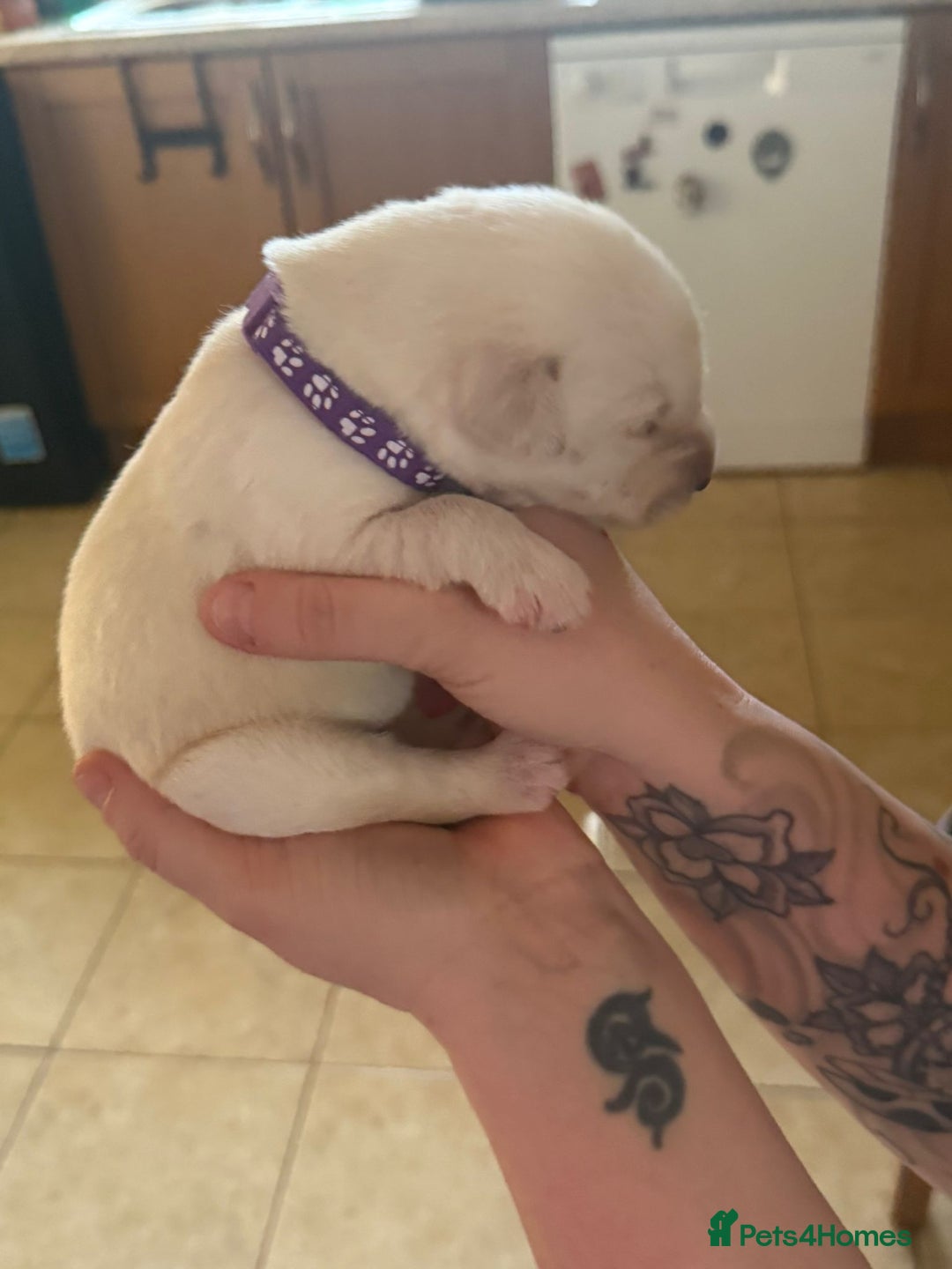 Mixed Breed dogs for sale: Huskador - Image 13