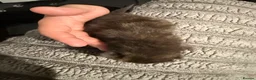 Domestic Shorthair cats for sale: Cailco kittens - Advert 4