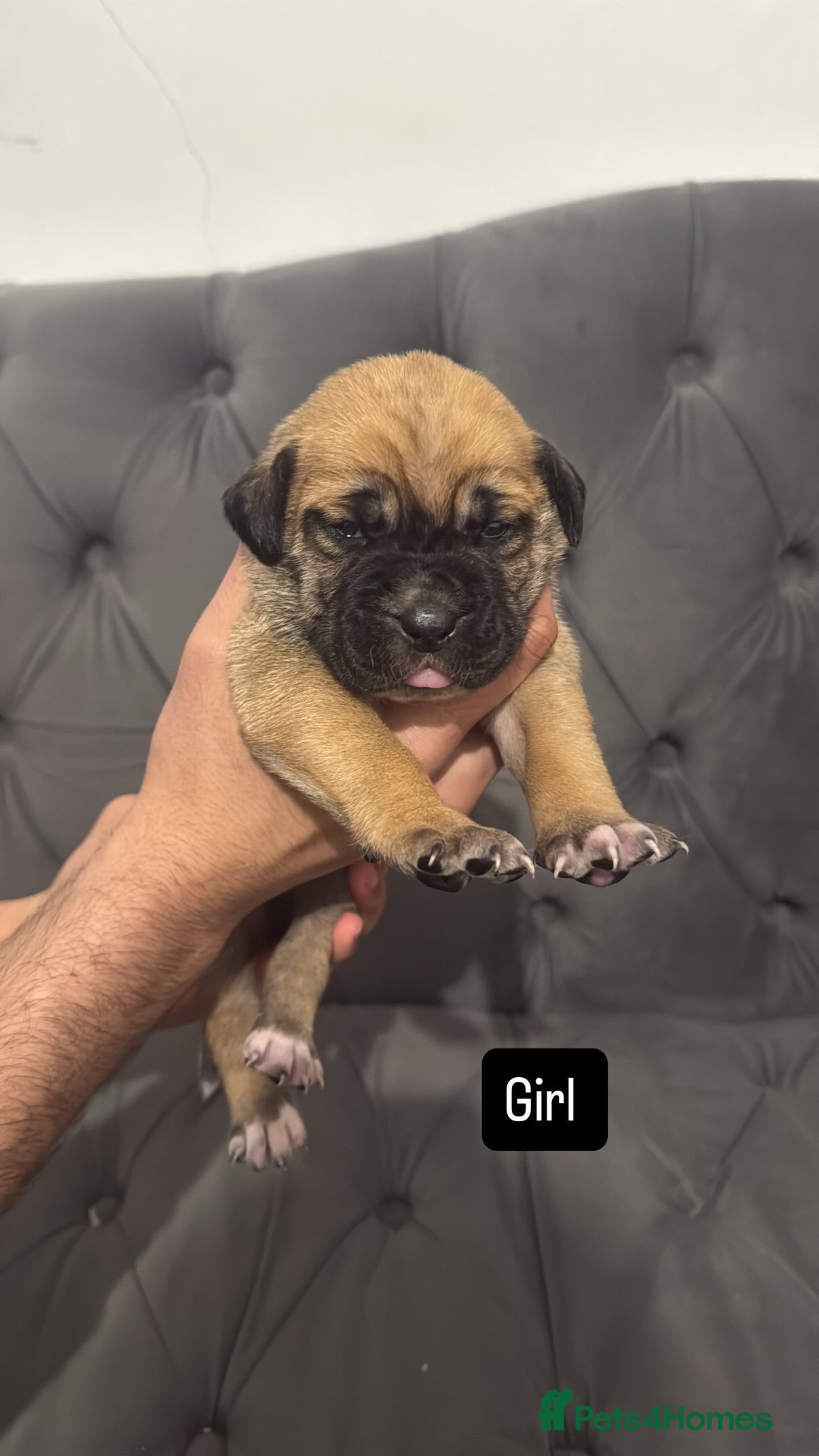 Presa Canario dogs (Outstanding elite) Presa Canario puppies - Advert 5