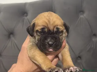 Presa Canario dogs (Outstanding elite) Presa Canario puppies - Advert 5