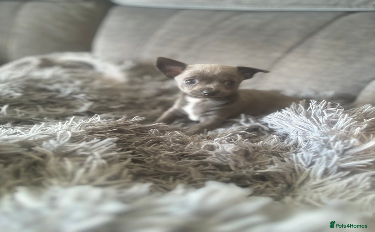 Chihuahua dogs Blue chihuahua puppies - Advert 6