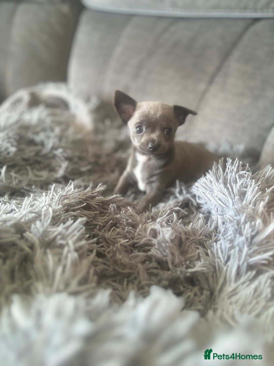 Chihuahua dogs for sale: Blue chihuahua puppies - Advert 2