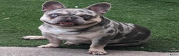 French Bulldog dogs for stud: Lilac tan merle in Sheffield - Advert 4