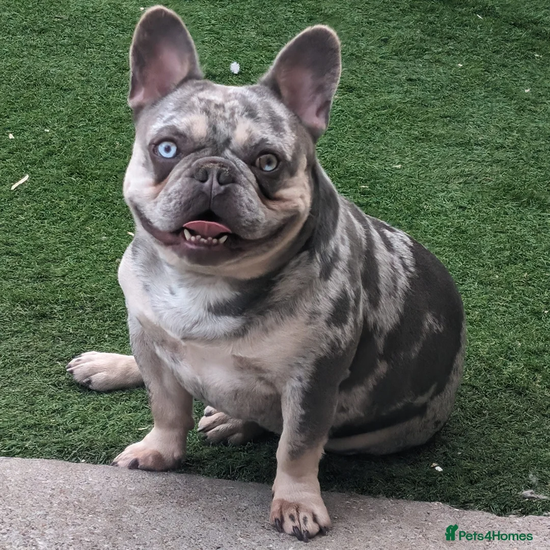 French Bulldog dogs for stud: Lilac tan merle in Sheffield - Advert 4