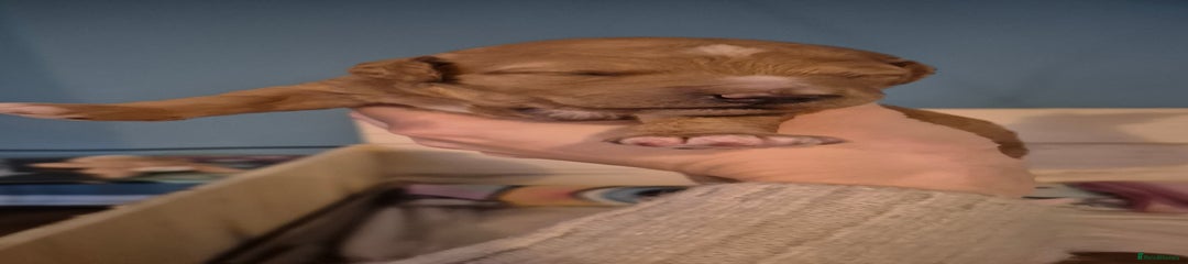 Australian Labradoodle Puppy 3