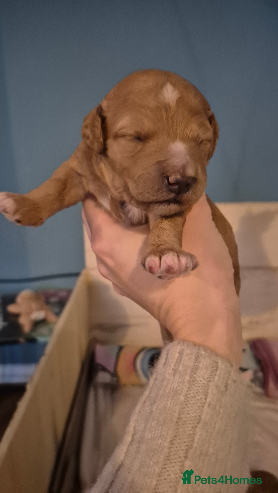 Australian Labradoodle dogs for sale: Australian Labradoodle Puppies  - Advert 9