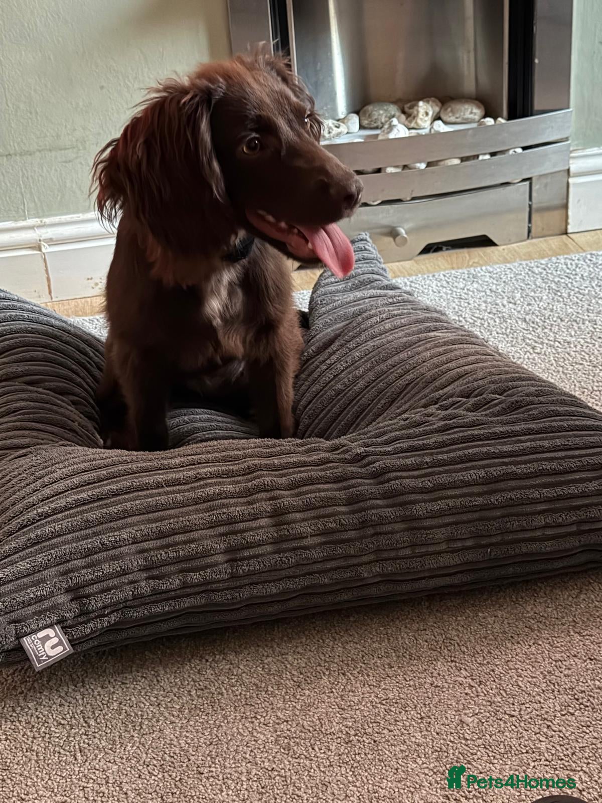 Cocker Spaniel dogs Beautiful Cocker Spaniel Female - Advert 18