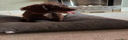 Cocker Spaniel dogs for sale: Beautiful Cocker Spaniel Female - Advert 1