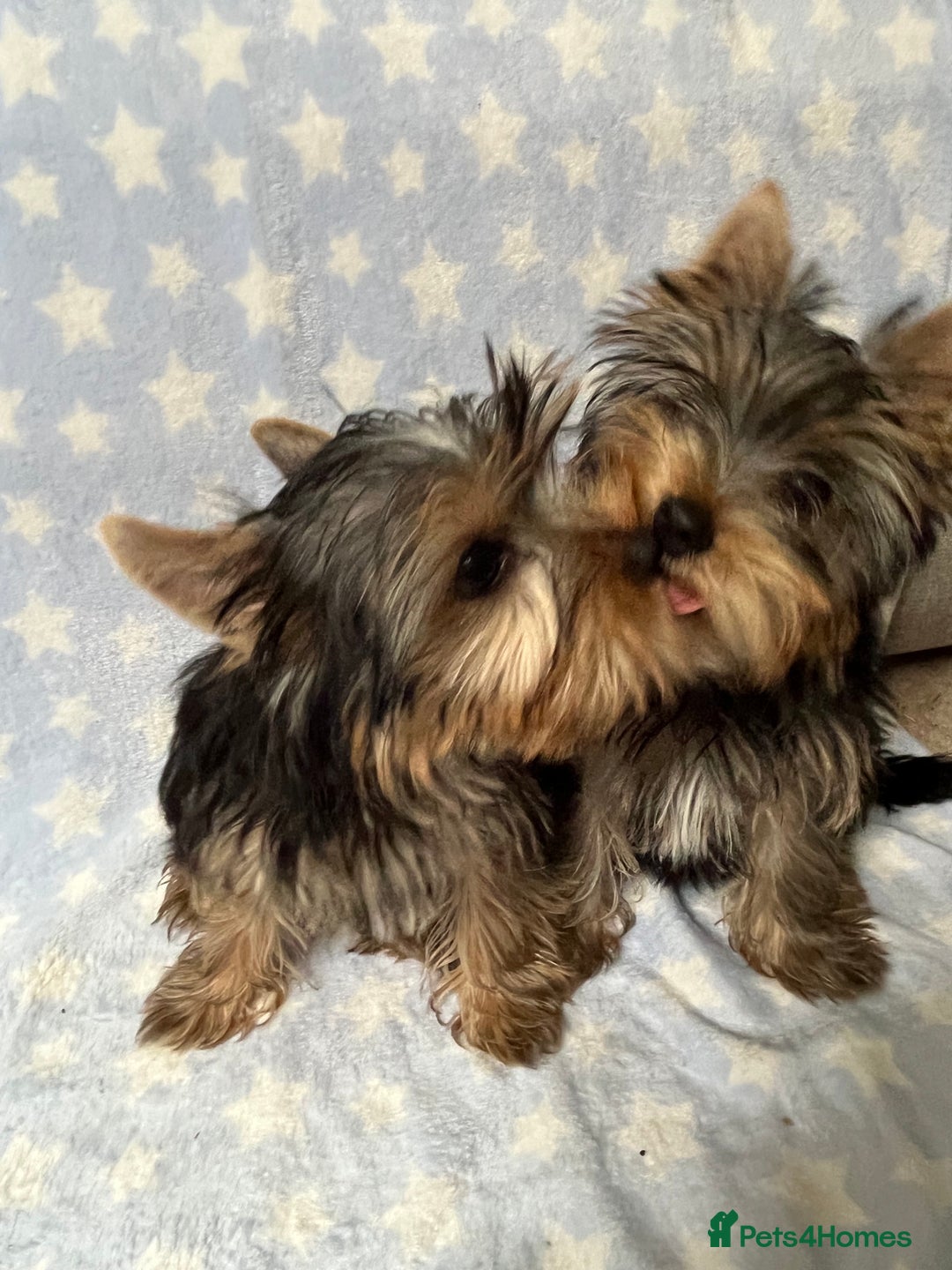 Yorkshire Terrier dogs for sale: Adorable pedigree Yorkshire Terriers - Image 2