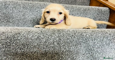 Miniature Dachshund dogs - Advert 7