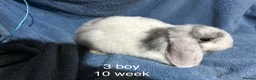 Dwarf Lop rabbits for sale: Baby dwarf lop rabbits  - Advert 10