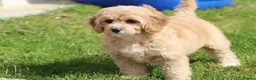 Cavapoochon dogs for sale: Beautiful Cavapoochon puppies for sale - Advert 22