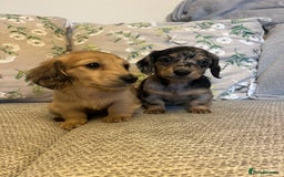 Miniature Dachshund dogs for sale: 2 long haired mini dachshunds available. - Image 5