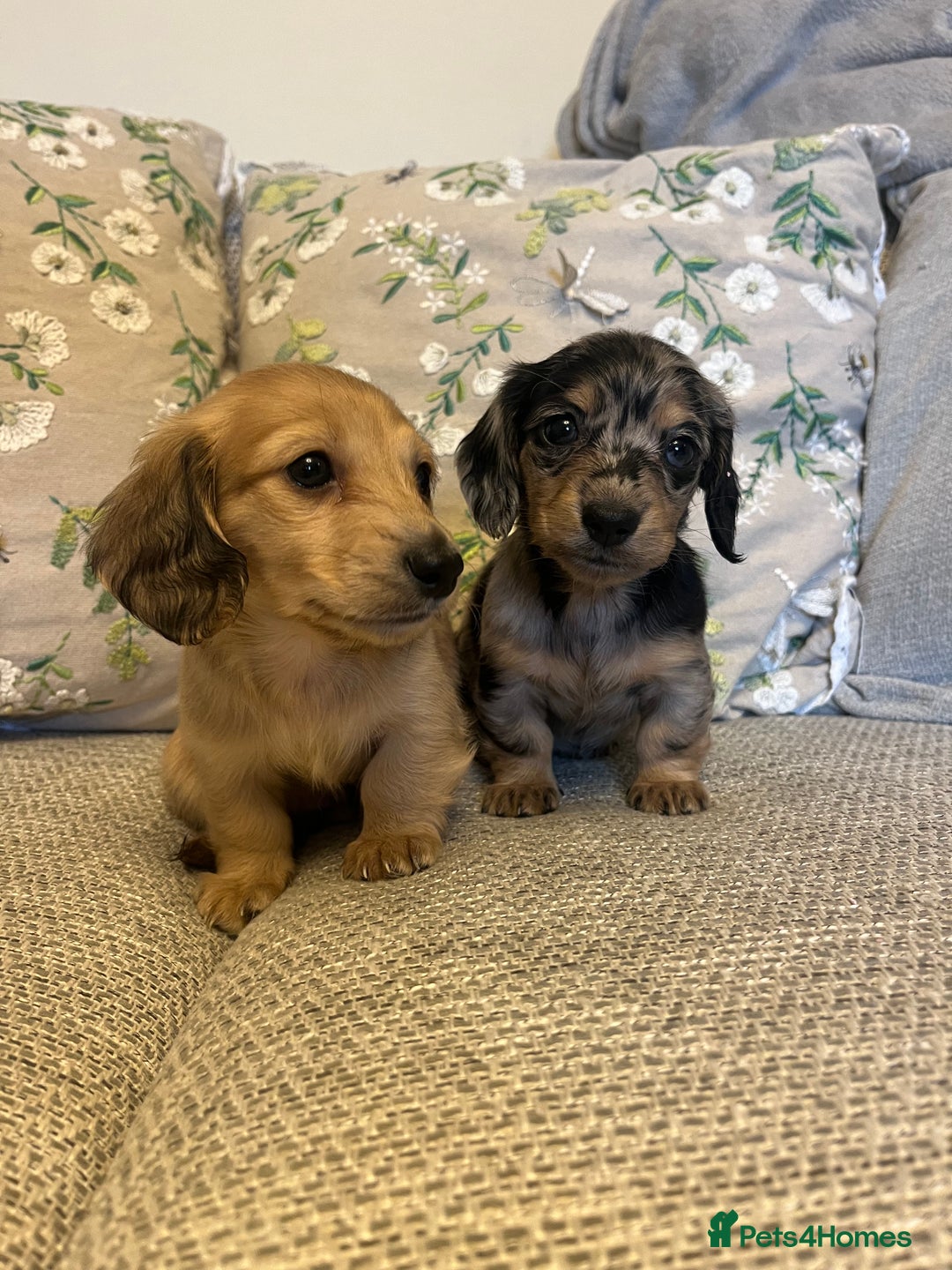Miniature Dachshund dogs for sale: 2 long haired mini dachshunds available. - Image 5