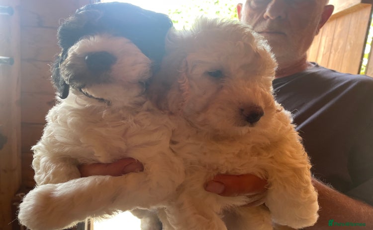 Cockapoo dogs - Advert 1