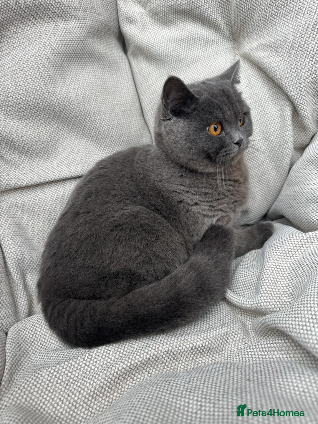 British Shorthair cats for sale: British Shorthair Chunky kittens - Advert 31