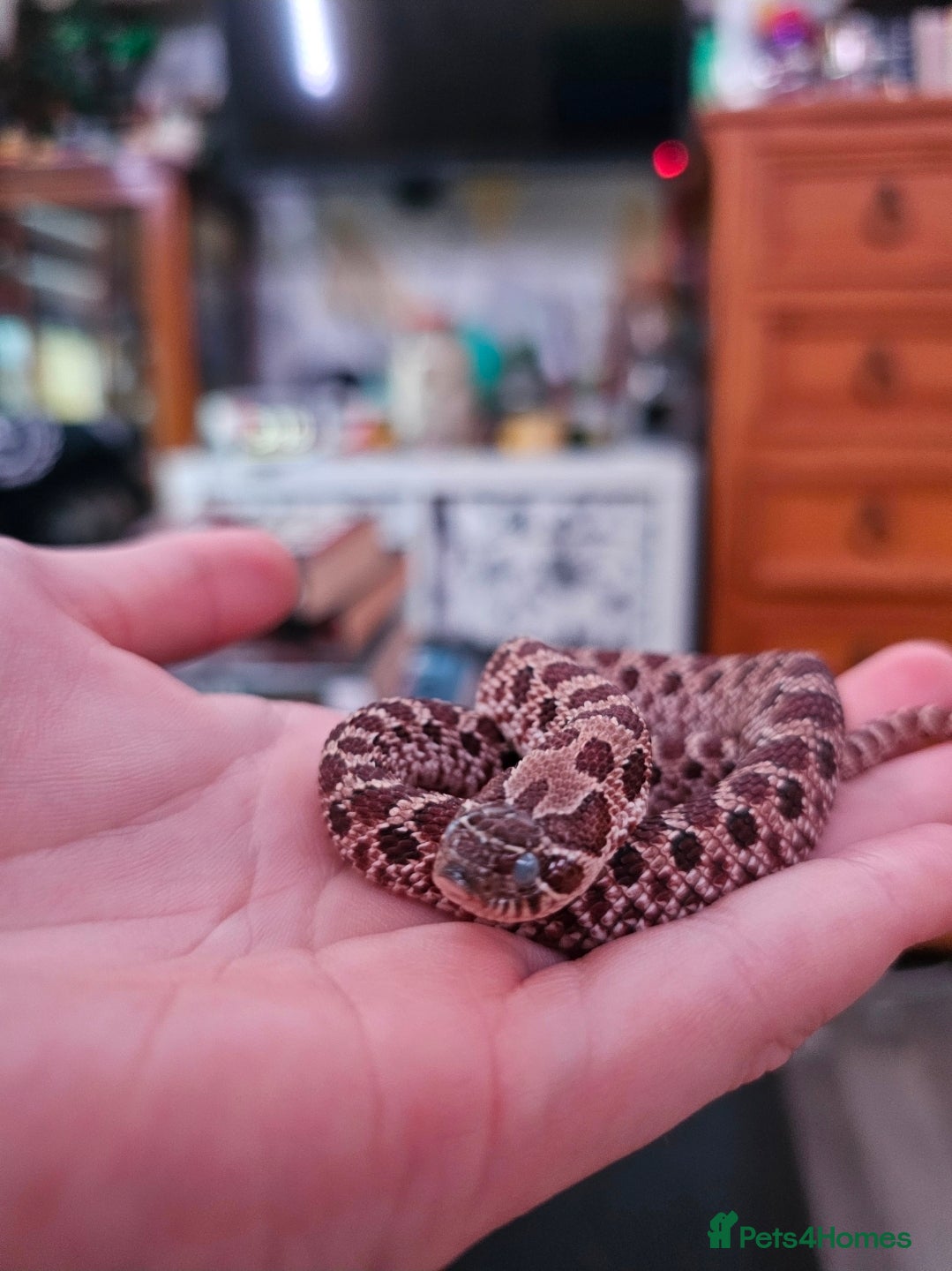 Snake reptiles Female Hognose - Advert 1