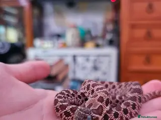 Snake reptiles Female Hognose - Advert 1