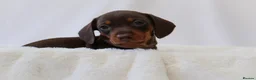 Miniature Dachshund dogs for sale: KC HEALTH TESTED MINIATURE DACHSHUNDS- LICENSED  - Advert 8