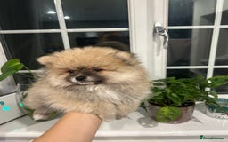 Pomeranian dogs for sale: 4 lovely Pomeranian Puppies for sale AVAILABLE NOW - Image 9