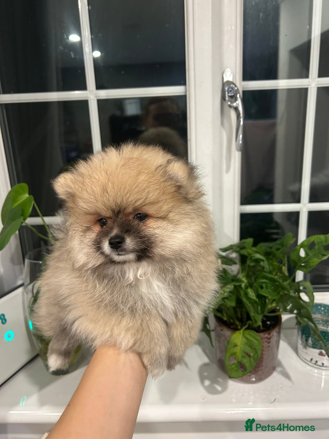 Pomeranian dogs for sale: 4 lovely Pomeranian Puppies for sale AVAILABLE NOW - Image 9